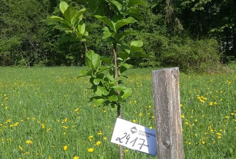 Bidrag til biodiversiteten med en vandreferie eller cykelferie i Østrigs alpelandskab